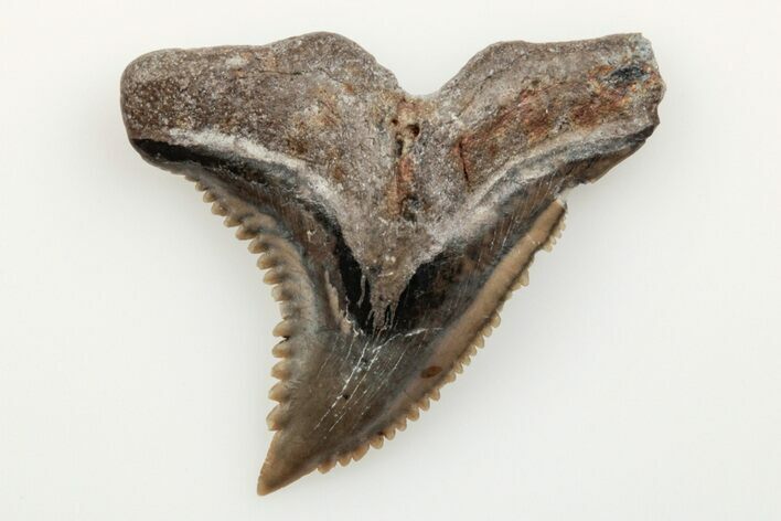 1.3" Snaggletooth Shark (Hemipristis) Tooth - Aurora, NC